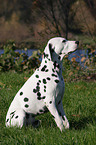 sitting dalmatian