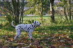 dalmatian