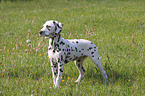 standing dalmatian