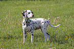 standing dalmatian