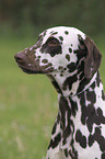 Dalmatian Portrait