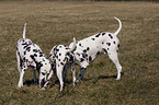 playing dalmatians