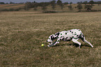 playing Dalmatian