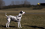 playing Dalmatian