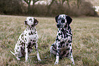 sitting dalmatian