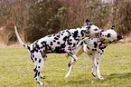 playing dalmatians