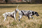 dalmatian