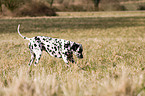 dalmatian