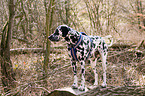 standing dalmatian