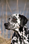 Dalmatian Portrait