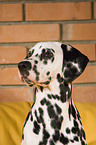 Dalmatian Portrait