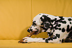 gnawing Dalmatian