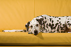 Dalmatian on Sofa