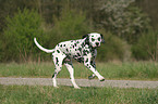 running Dalmatian