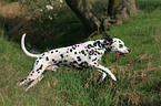 running Dalmatian