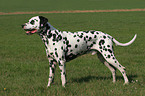 standing Dalmatian