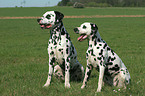 2 Dalmatians