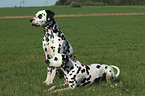 2 Dalmatians