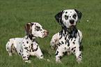 2 Dalmatians