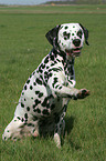 Dalmatian is giving paw