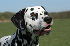 Dalmatian Portrait