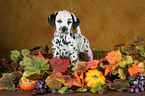 Dalmatian Puppy