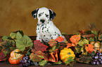 Dalmatian Puppy