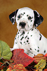 Dalmatian Puppy Portrait