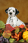 Dalmatian Puppy