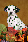 Dalmatian Puppy