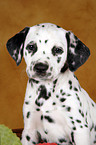 Dalmatian Puppy Portrait