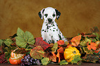 Dalmatian Puppy