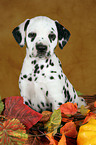 Dalmatian Puppy Portrait