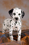 standing Dalmatian Puppy