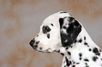 Dalmatian Puppy Portrait