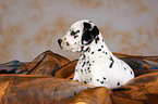 lying Dalmatian Puppy