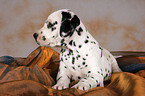 lying Dalmatian Puppy