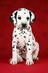 sitting Dalmatian Puppy