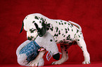 playing Dalmatian Puppy