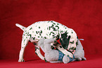 playing Dalmatian Puppy