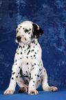 Dalmatian Puppy