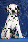 sitting Dalmatian Puppy