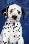 Dalmatian Puppy Portrait