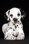 lying Dalmatian Puppy