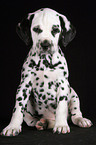 sitting Dalmatian Puppy