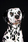 Dalmatian Portrait