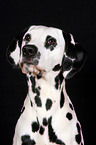 Dalmatian Portrait