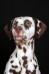 Dalmatian Portrait