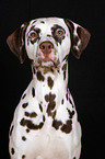 Dalmatian Portrait