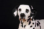 Dalmatian Portrait